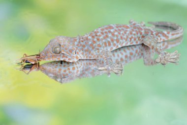 Bir tokay gecko bir cırcırböceğini avlamaya hazır. Bu sürüngenin bilimsel adı Gekko gecko.