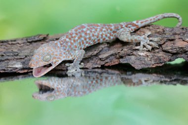Tamam, bir kertenkele, topraklarına giren davetsiz bir misafiri kovmak için atak duruşunu gösterir. Bu sürüngenin bilimsel adı Gekko gecko.