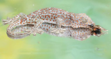 Bir tokay gecko bir cırcırböceğini avlamaya hazır. Bu sürüngenin bilimsel adı Gekko gecko.