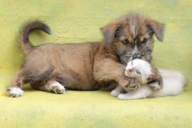 Bir köpek yavrusu bir kedi yavrusuyla arkadaş canlısı bir şekilde oynuyor. Genellikle evcil hayvan olarak kullanılan memelilerin bilimsel adı Canis lupus familiaris 'dir..