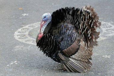 Erkek bir hindinin cesur ve kaslı yüzü. İnsanlar tarafından yetiştirilen bu hayvanın bilimsel adı Meleagris Dörtnala.