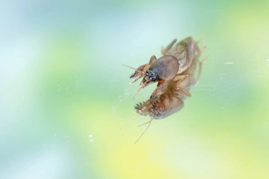 Aynadaki köstebek cırcırböceğinin yansıması. Bu böceğin bilimsel adı Gryllotalpa gryllotalpa.