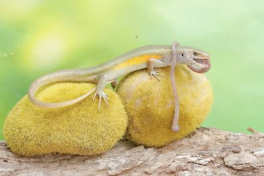 A common sun skink is preying on an earthworm. This reptile has the scientific name Mabouya multifasciata. clipart