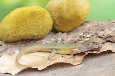 A common sun skink is preying on an earthworm. This reptile has the scientific name Mabouya multifasciata. clipart