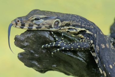 Bebek kurtarıcı kertenkele günlük aktivitelerine başlamadan önce güneşleniyor. Bu sürüngenin bilimsel adı Varanus kurtarıcıdır..