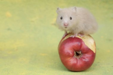 Bir Campbell Cüce Hamster yere düşen olgun bir elma yiyor. Bu kemirgenin bilimsel adı Phodopus Campbelli..