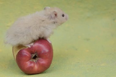 Bir Campbell Cüce Hamster yere düşen olgun bir elma yiyor. Bu kemirgenin bilimsel adı Phodopus Campbelli..