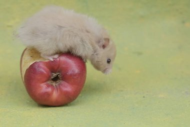 A Campbell Dwarf Hamster is Eating A Ripe Apple that falls to the ground. This rodent has the scientific name Phodopus Campbelli. clipart