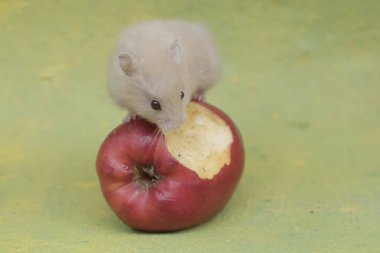 A Campbell Dwarf Hamster is Eating A Ripe Apple that falls to the ground. This rodent has the scientific name Phodopus Campbelli. clipart