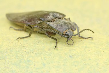 A click beetle foraging on the mossy ground. This insect has the scientific name Oxynopterus audouini. clipart