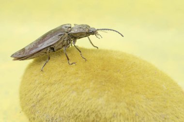 A click beetle foraging on a moss-covered rock. This insect has the scientific name Oxynopterus audouini. clipart