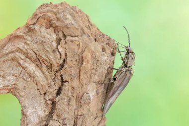 A click beetle foraging on a rotting log. This insect has the scientific name Oxynopterus audouini. clipart