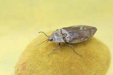 A click beetle foraging on a moss-covered rock. This insect has the scientific name Oxynopterus audouini. clipart