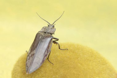 A click beetle foraging on a moss-covered rock. This insect has the scientific name Oxynopterus audouini. clipart