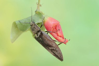 Sarmaşıkta yiyecek arayan bir böcek. Bu böceğin bilimsel adı Oxynopterus audouini..