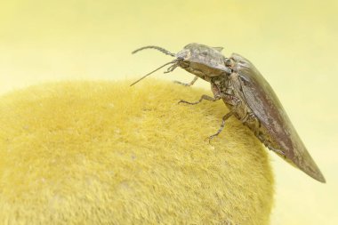 A click beetle foraging on a moss-covered rock. This insect has the scientific name Oxynopterus audouini. clipart