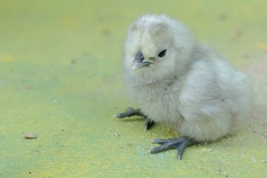 Yumurtadan yeni çıkmış ipeksi bir civcivin sevimli ve sevimli görüntüsü. Bu hayvanın bilimsel adı Gallus gallus domesticus..