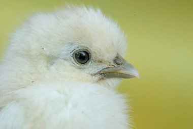 Yumurtadan yeni çıkmış ipeksi bir civcivin sevimli ve sevimli görüntüsü. Bu hayvanın bilimsel adı Gallus gallus domesticus..