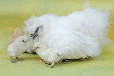 Yetişkin bir dişi ipek tavuk yumurtadan yeni çıkmış yavrularını sevgiyle korur. Bu hayvanın bilimsel adı Gallus gallus domesticus..