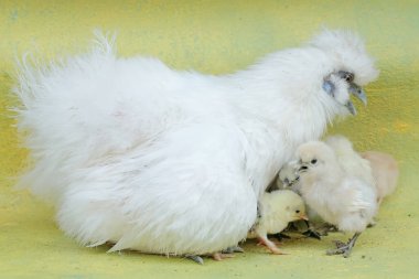 Yetişkin bir dişi ipek tavuk yumurtadan yeni çıkmış yavrularını sevgiyle korur. Bu hayvanın bilimsel adı Gallus gallus domesticus..