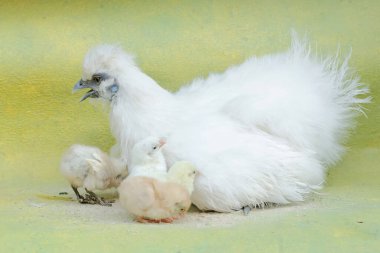 Yetişkin bir dişi ipek tavuk yumurtadan yeni çıkmış yavrularını sevgiyle korur. Bu hayvanın bilimsel adı Gallus gallus domesticus..