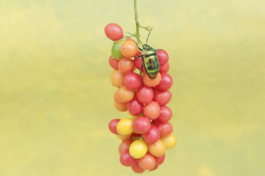 A harlequin bug is looking for food in a collection of wild plant fruits. This beautiful, rainbow-colored insect has the scientific name Tectocoris diophthalmus. clipart