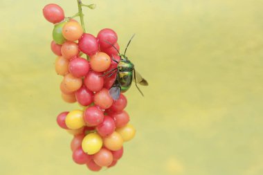 A harlequin bug is looking for food in a collection of wild plant fruits. This beautiful, rainbow-colored insect has the scientific name Tectocoris diophthalmus. clipart