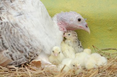 Dişi bir hindi yuvada yumurtadan yeni çıkmış yavrularını sevgiyle korur. Bu hayvan bilimsel adı Meleagris Dörtnala olan insanlar tarafından yetiştirilmektedir..