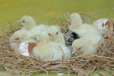 Yuvadaki yumurtalarından birkaç yavru hindi yumurtadan çıktı. Bu hayvan bilimsel adı Meleagris Dörtnala olan insanlar tarafından yetiştirilmektedir..