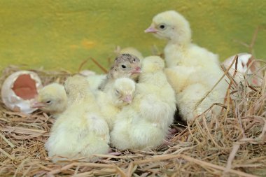 Yuvadaki yumurtalarından birkaç yavru hindi yumurtadan çıktı. Bu hayvan bilimsel adı Meleagris Dörtnala olan insanlar tarafından yetiştirilmektedir..