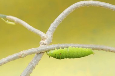 Asmanın sapında yeşil bir tırtıl sürünüyor. Bu böcek meyve, çiçek ve taze yapraklar yemeyi sever..