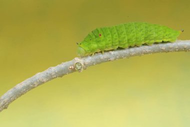 Asmanın sapında yeşil bir tırtıl sürünüyor. Bu böcek meyve, çiçek ve taze yapraklar yemeyi sever..