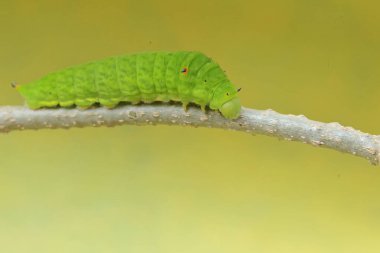 Asmanın sapında yeşil bir tırtıl sürünüyor. Bu böcek meyve, çiçek ve taze yapraklar yemeyi sever..