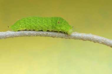 Asmanın sapında yeşil bir tırtıl sürünüyor. Bu böcek meyve, çiçek ve taze yapraklar yemeyi sever..