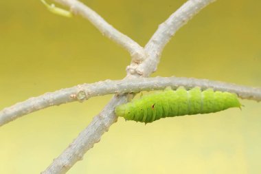 Asmanın sapında yeşil bir tırtıl sürünüyor. Bu böcek meyve, çiçek ve taze yapraklar yemeyi sever..