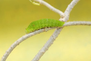Asmanın sapında yeşil bir tırtıl sürünüyor. Bu böcek meyve, çiçek ve taze yapraklar yemeyi sever..