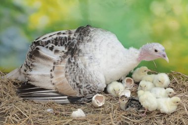 Dişi bir hindi yuvada yumurtadan yeni çıkmış yavrularını sevgiyle korur. Bu hayvan bilimsel adı Meleagris Dörtnala olan insanlar tarafından yetiştirilmektedir..