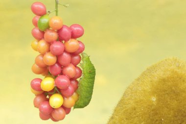 Yeşil bir tırtıl bir yığın yabani bitki meyvesi yiyor. Bu hayvan meyve, çiçek ve taze yapraklar yemeyi sever..