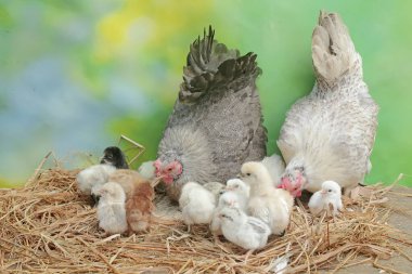 İki yetişkin tavuk, yeni doğmuş yavrularıyla bir yığın kuru otta yiyecek arıyor. Bu hayvanın bilimsel adı Gallus gallus domesticus..