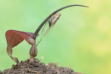 An evening cicada is perched on a purplish red rat taro flower. This insect has the scientific name Tanna japonensis. clipart