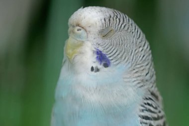 Zarif ve güzel bir muhabbet kuşunun yüzü. Bu kancalı kuşun bilimsel adı Melopsittacus undulatus.