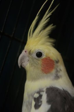 Avustralyalı bir muhabbet kuşunun yüzü dik duran bir armayla çok şık ve ağırbaşlı görünüyor. Bu kancalı kuşun bilimsel adı Nymphicus hollandicus.