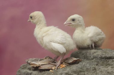 İki haftalık hindi yavruları yosun kaplı bir kayanın üzerinde mısır yiyorlar. Genellikle et tüketimi için insanlar tarafından beslenen bu kuşun bilimsel adı Meleagris Dörtnala 'dır..