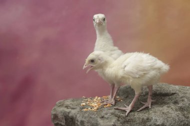 İki haftalık hindi yavruları yosun kaplı bir kayanın üzerinde mısır yiyorlar. Genellikle et tüketimi için insanlar tarafından beslenen bu kuşun bilimsel adı Meleagris Dörtnala 'dır..