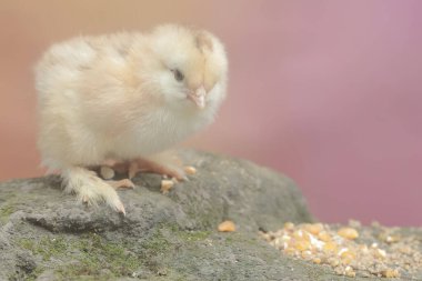 Yumurtadan yeni çıkmış bir Brahma civcivinin sevimli ve sevimli görüntüsü. Bu hayvanın bilimsel adı Gallus gallus domesticus..