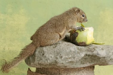 A plantain squirrel eating a ripe mango that fell to the ground. This rodent mammal has the scientific name Callosciurus notatus. clipart