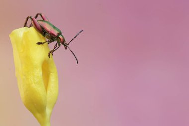 Bir kurbağa bacağı böceği allamanda çiçeğinin üzerinde yiyecek arıyor. Bu böceğin bilimsel adı Sagra sp.