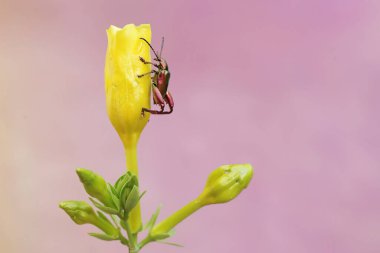 Bir kurbağa bacağı böceği allamanda çiçeğinin üzerinde yiyecek arıyor. Bu böceğin bilimsel adı Sagra sp.