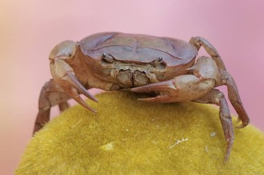 A field crab is looking for food on a rock covered with moss. This animal has the scientific name Parathelphusa convexa. clipart