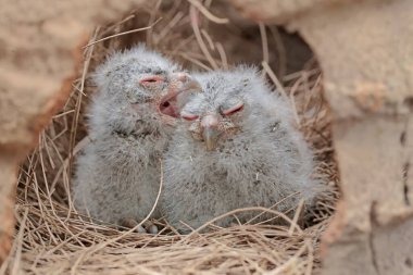 Two Javan scops owl chicks are waiting for their mother to bring food in the nest. This nocturnal bird has the scientific name Otus lempiji. clipart